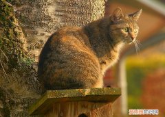 屋里喷香水对猫咪有什么影响 房间喷了香水对猫咪有影响么