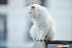 怎样判断猫冷不冷 怎么判断幼猫冷不冷