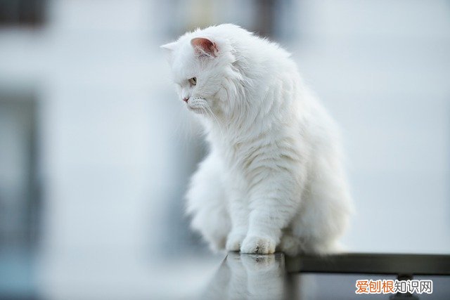 怎样判断猫冷不冷 怎么判断幼猫冷不冷