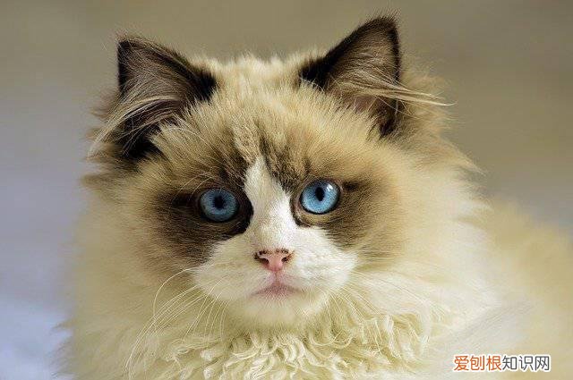 如何让猫咪在笼子里不叫个不停 如何让猫咪在笼子里不叫