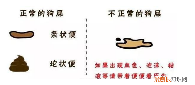 原来,所有的狗都有着出色的气味识别能力 这是一篇有味道的文章：从便便判断狗狗健康！