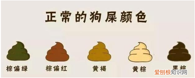 原来,所有的狗都有着出色的气味识别能力 这是一篇有味道的文章：从便便判断狗狗健康！