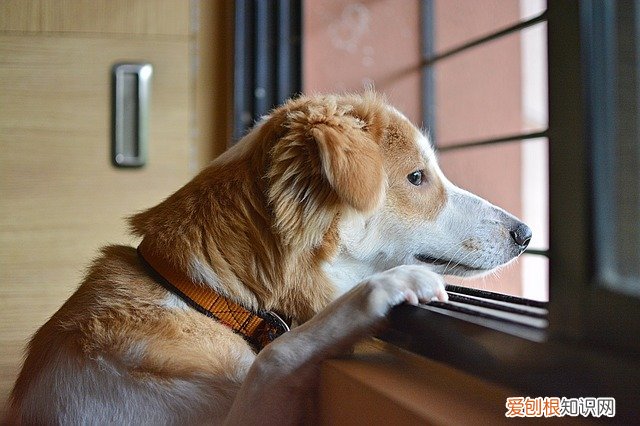 泰迪狗狗吐绿水是什么原因引起的 泰迪狗吐绿水是怎么回事