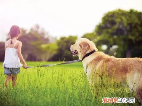 小狗吃饱好还是不饱好 除了吃饱喝足，狗狗还有什么需求？