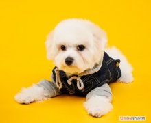 比熊幼犬有眼屎怎么办 比熊眼睛有脓性眼屎怎么办