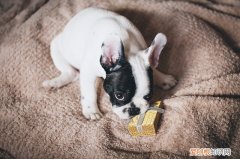 狗狗身上突然长黑斑是怎么回事 狗身上长黑色的斑是怎么回事