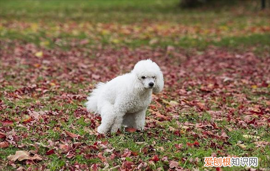小狗频繁小便什么原因 狗狗频繁小便是怎么回事