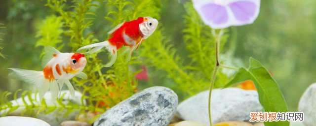 怎么给鱼缸消毒 鱼缸消毒方法