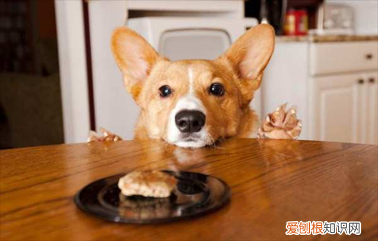 狗狗挑食不吃饭怎么办视频 狗狗挑食不吃饭怎么办