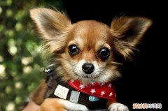 狗狗便秘怎么解决 狗便秘怎么办呢