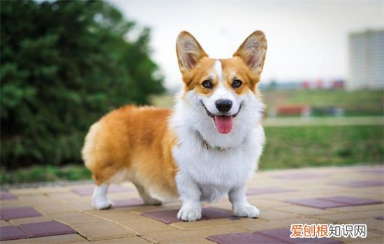 柯基不能吃葡萄 柯基吃了葡萄怎么办