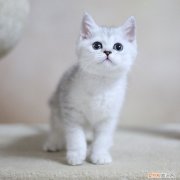 银渐层不可以吃什么 银渐层哪些食物不能吃