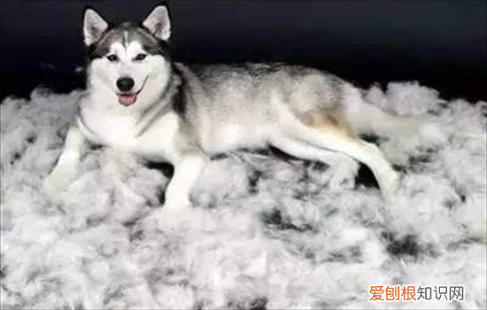 小狗掉毛有什么办法解决? 狗掉毛是怎么回事?该怎么补救呢?
