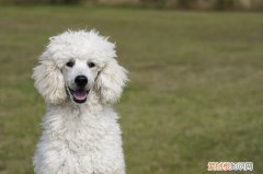 小狗狗可以吃山竹吗 狗狗可以吃山竹吗