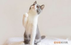 小猫晕车是什么样的 小猫晕车怎么办