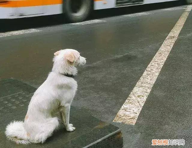 如果狗狗走丢了一般自己会去哪 狗狗走丢后，一般会在哪些地方呢?粗心主人必看！
