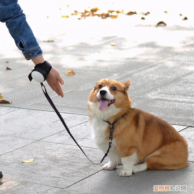 如果狗狗走丢了一般自己会去哪 狗狗走丢后，一般会在哪些地方呢?粗心主人必看！
