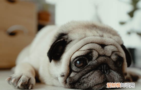 法斗多久大便一次 2个月法斗一天大便几次正常