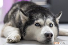 奥利奥狗狗吃了怎么办 狗不小心吃了奥利奥怎么办