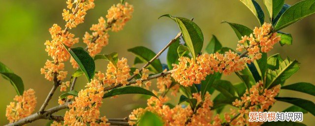 桂花茶和什么茶搭配好 桂花适合与哪些茶搭配呢