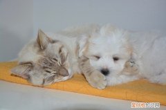 狗吃猫条吗 狗能吃猫条么