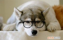 为什么狗狗喜欢舔人的脚丫子 为什么狗狗喜欢舔人的脚
