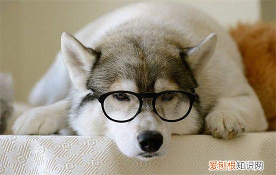 为什么狗狗喜欢舔人的脚丫子 为什么狗狗喜欢舔人的脚
