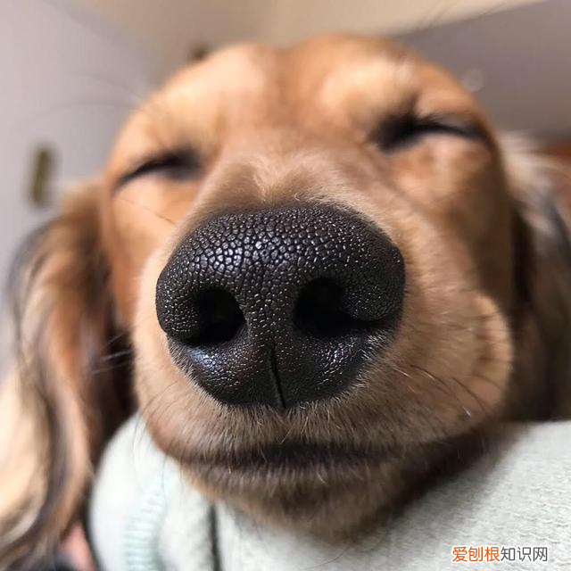 怎么判断狗狗身体健康 狗狗健不健康，看这几个地方就知道了！