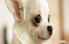 吉娃娃身体好吗 吉娃娃容易生什么病