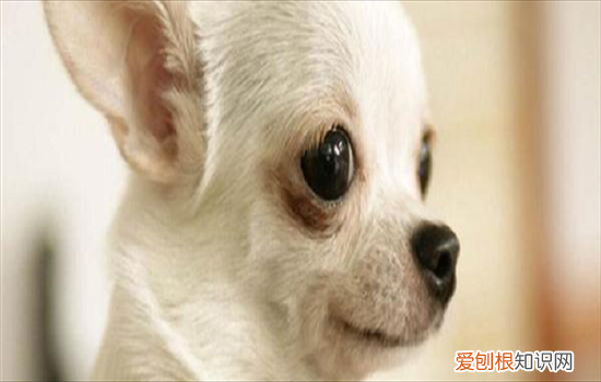 吉娃娃身体好吗 吉娃娃容易生什么病