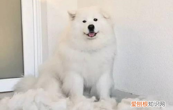狗吃什么有利于毛发生长 狗狗多吃什么对毛发好