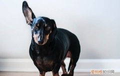 狗一直挠身上怎么回事 狗老是挠身上是怎么了怎么治