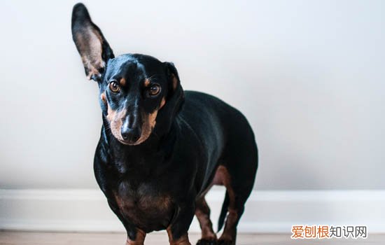 狗一直挠身上怎么回事 狗老是挠身上是怎么了怎么治