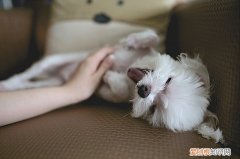 不到一个月的小狗怎么喂养 一个月的小狗怎么喂养