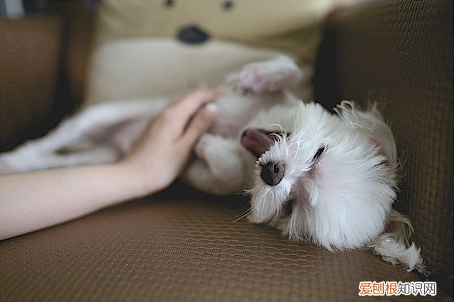 不到一个月的小狗怎么喂养 一个月的小狗怎么喂养