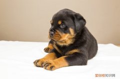 狗狗洗澡后多长时间能滴驱虫药 狗狗滴完驱虫药几天可以洗澡