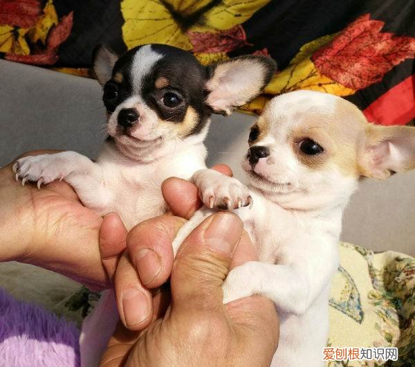 犬毒必治有用吗 你家狗狗是“百毒不侵”还是“医院常客”？