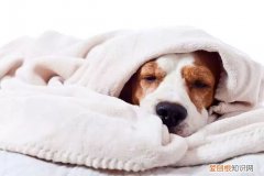 犬毒必治有用吗 你家狗狗是“百毒不侵”还是“医院常客”？