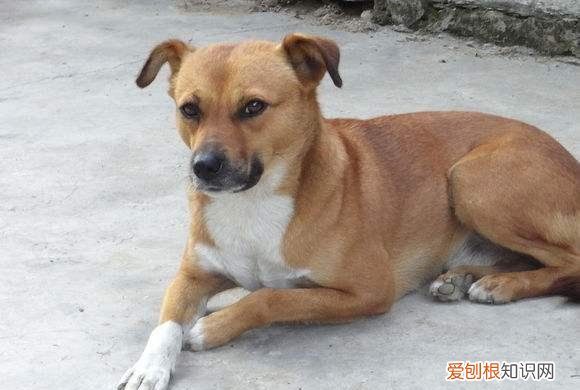 犬毒必治有用吗 你家狗狗是“百毒不侵”还是“医院常客”？