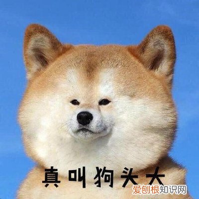 宠物驱虫的好处 宠物驱虫干货,这些误区千万别走错!