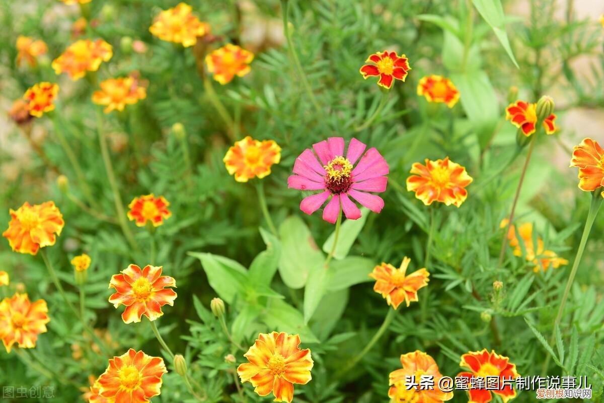 花卉的养护技巧和方法视频,家庭养护花卉小技巧,可使花卉繁花似锦,爆满盆