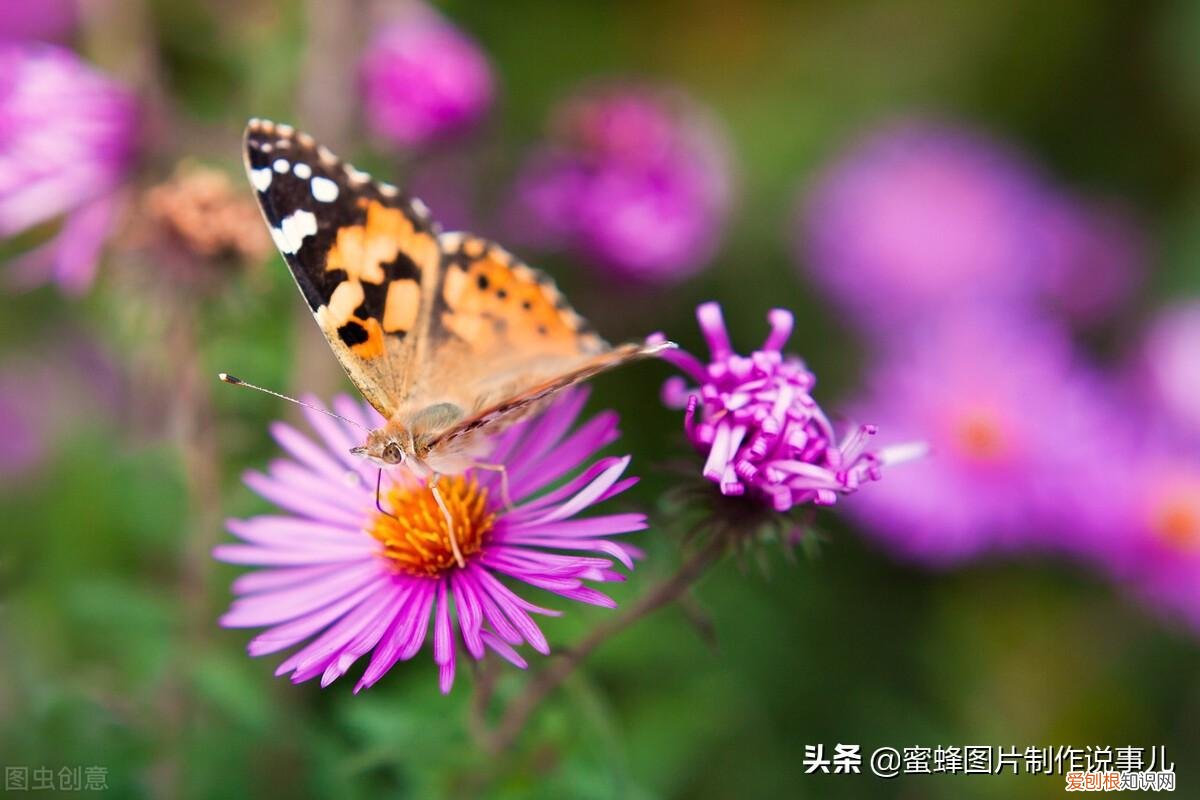 花卉的养护技巧和方法视频,家庭养护花卉小技巧,可使花卉繁花似锦,爆满盆