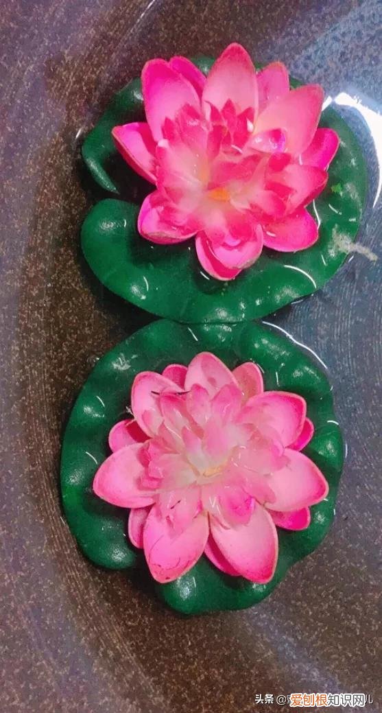 花卉的养护技巧和方法视频,家庭养护花卉小技巧,可使花卉繁花似锦,爆满盆