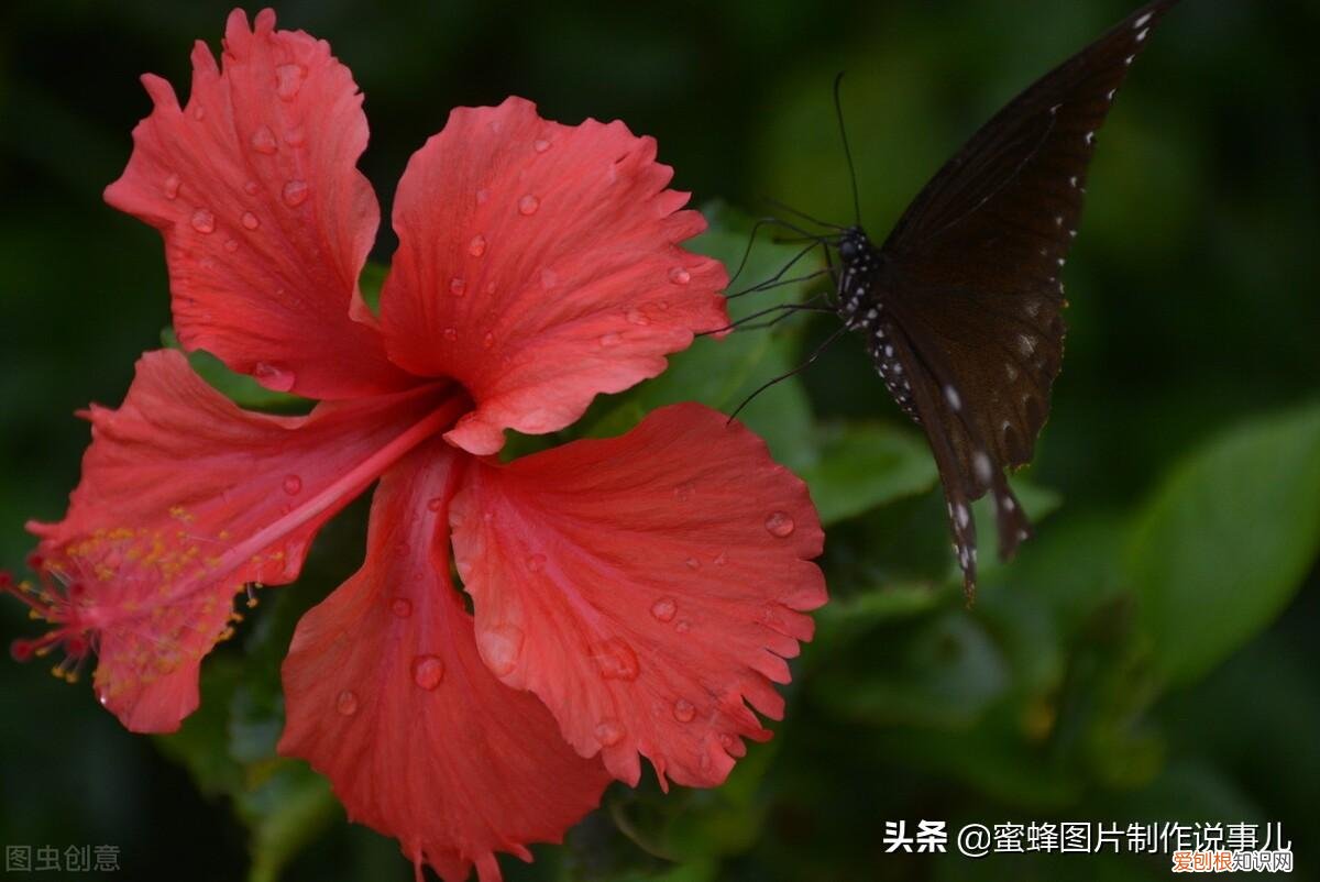 花卉的养护技巧和方法视频,家庭养护花卉小技巧,可使花卉繁花似锦,爆满盆