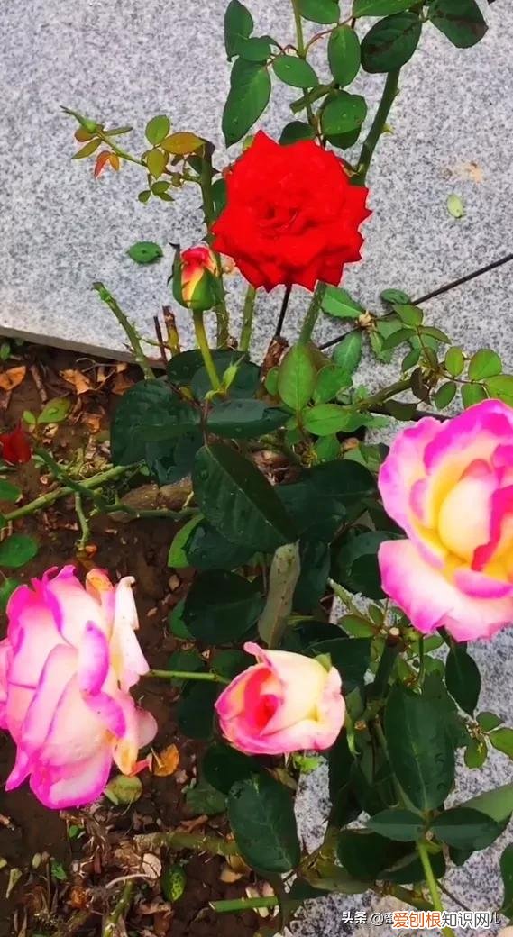花卉的养护技巧和方法视频,家庭养护花卉小技巧,可使花卉繁花似锦,爆满盆