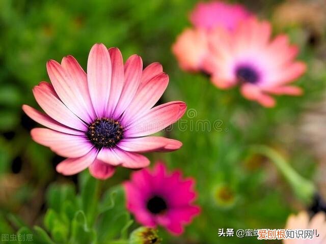 花卉的养护技巧和方法视频,家庭养护花卉小技巧,可使花卉繁花似锦,爆满盆