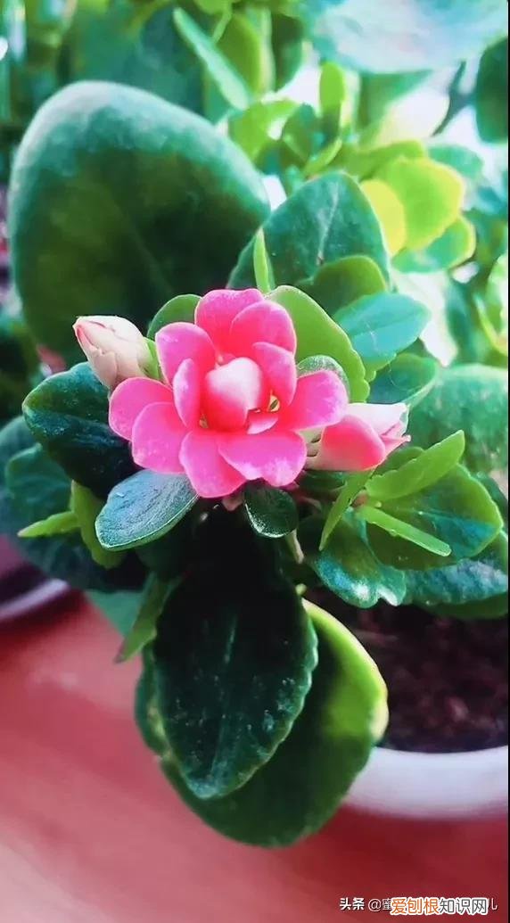 花卉的养护技巧和方法视频,家庭养护花卉小技巧,可使花卉繁花似锦,爆满盆