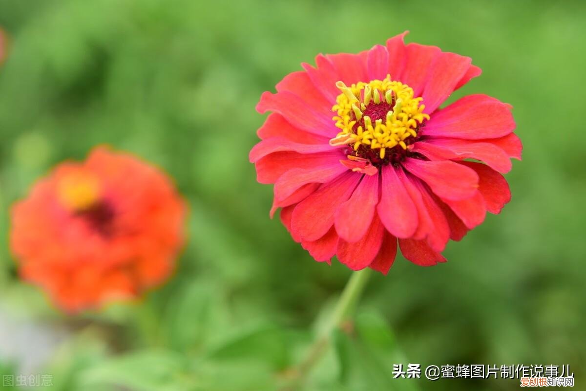 花卉的养护技巧和方法视频,家庭养护花卉小技巧,可使花卉繁花似锦,爆满盆