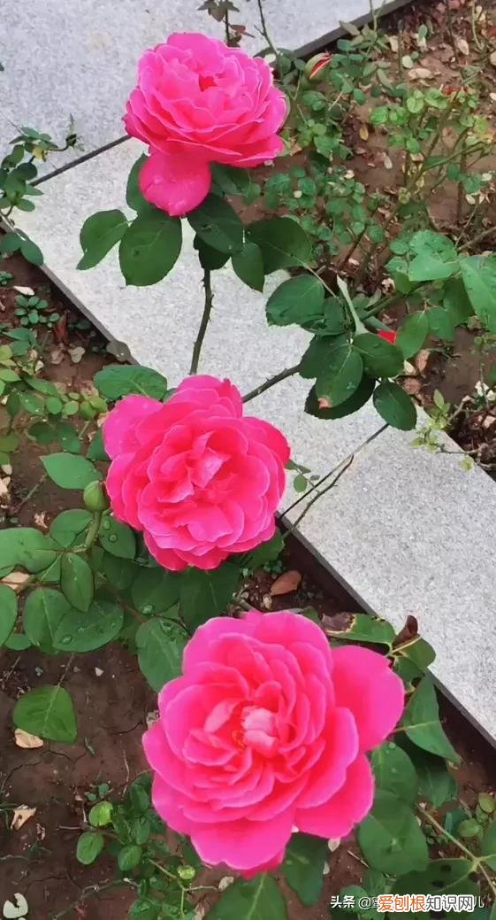花卉的养护技巧和方法视频,家庭养护花卉小技巧,可使花卉繁花似锦,爆满盆