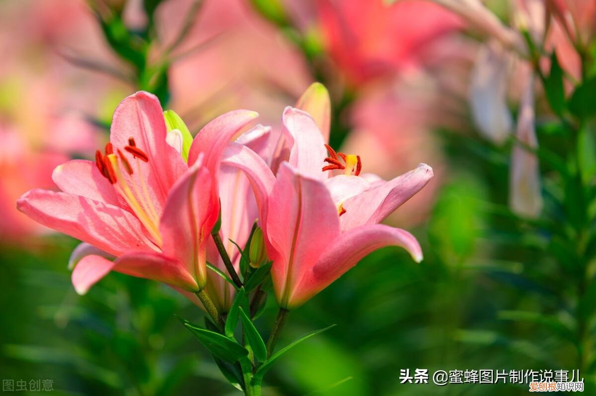 花卉的养护技巧和方法视频,家庭养护花卉小技巧,可使花卉繁花似锦,爆满盆